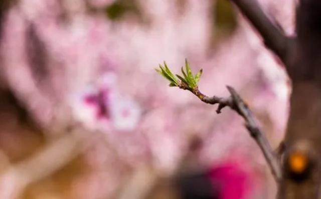 「诗词鉴赏」春门俱是看花人，十二首看花的诗词，看尽春花烂漫