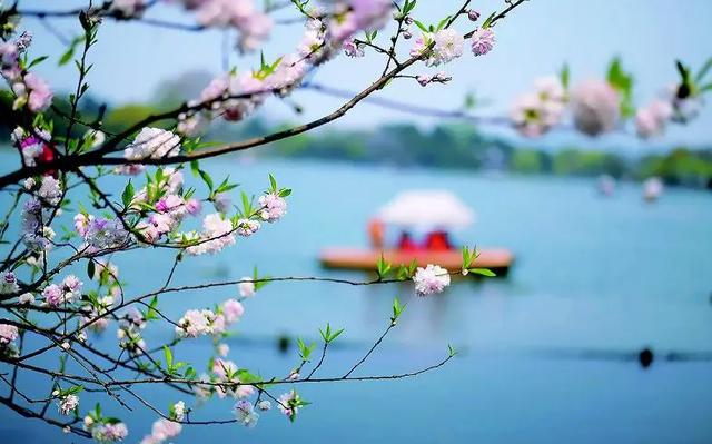 「诗词鉴赏」春门俱是看花人，十二首看花的诗词，看尽春花烂漫