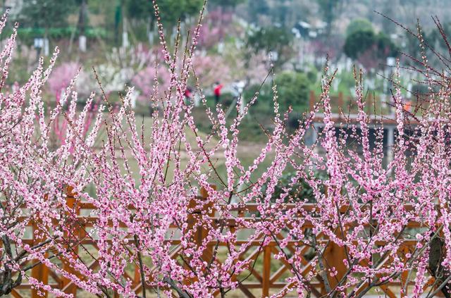 「诗词鉴赏」春门俱是看花人，十二首看花的诗词，看尽春花烂漫