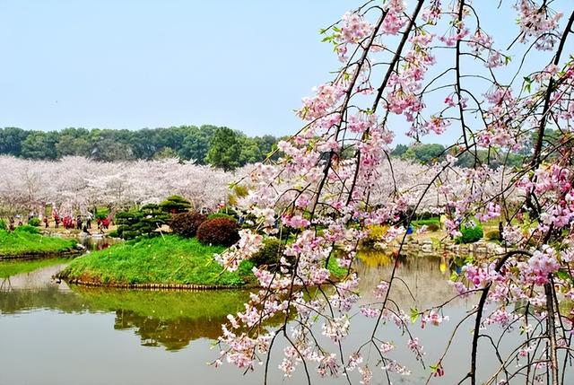 「诗词鉴赏」春门俱是看花人，十二首看花的诗词，看尽春花烂漫