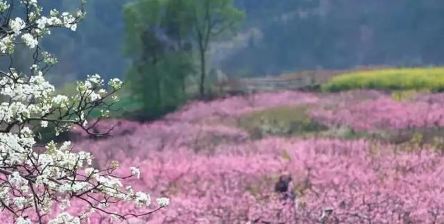 「诗词鉴赏」春门俱是看花人，十二首看花的诗词，看尽春花烂漫