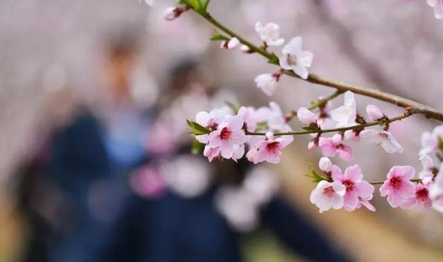 「诗词鉴赏」春门俱是看花人，十二首看花的诗词，看尽春花烂漫