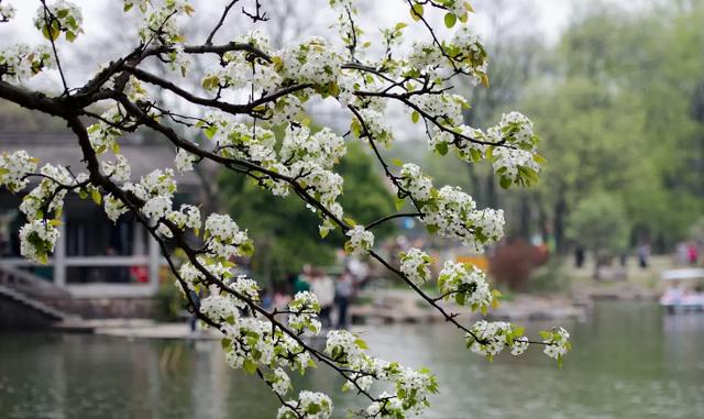 「诗词鉴赏」春门俱是看花人，十二首看花的诗词，看尽春花烂漫