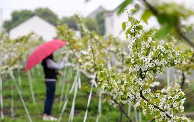 「诗词鉴赏」春门俱是看花人，十二首看花的诗词，看尽春花烂漫