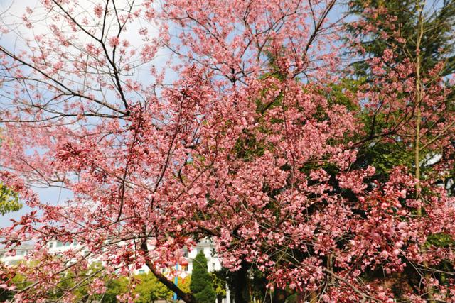 冬樱花丨满树烂漫，如云似霞