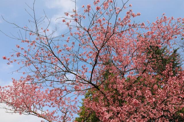 冬樱花丨满树烂漫，如云似霞