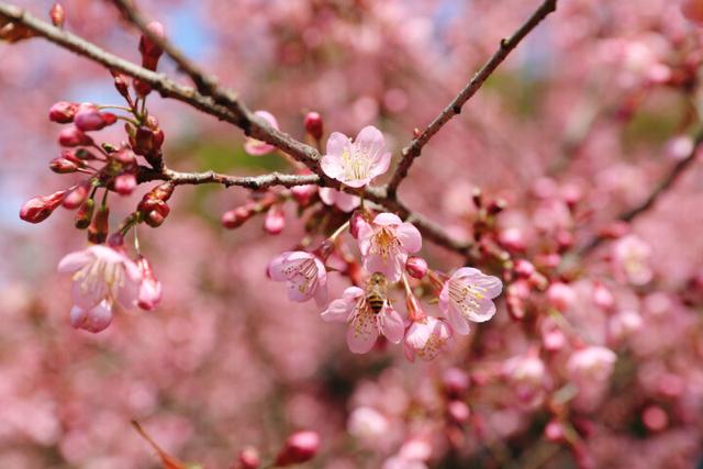 冬樱花丨满树烂漫，如云似霞