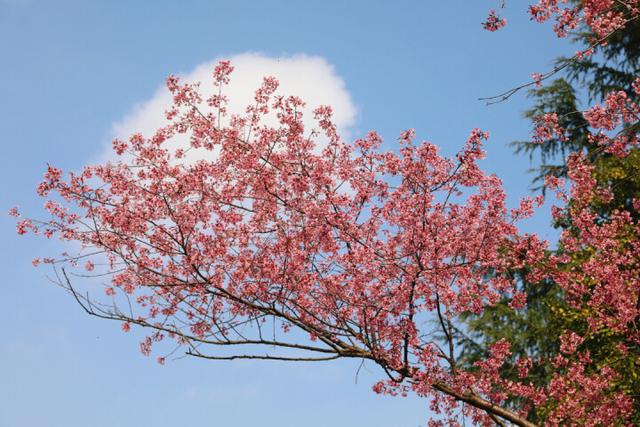 冬樱花丨满树烂漫，如云似霞