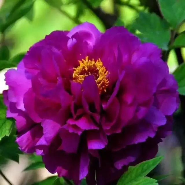 高贵典雅，富贵吉祥。紫色的牡丹花