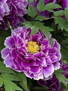 紫色的牡丹花 
