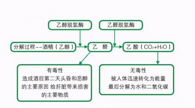 「汪教授分享」睡前喝酒可以帮助睡眠吗？