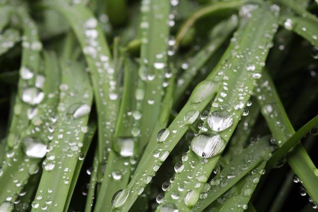 春天的雨是真贵