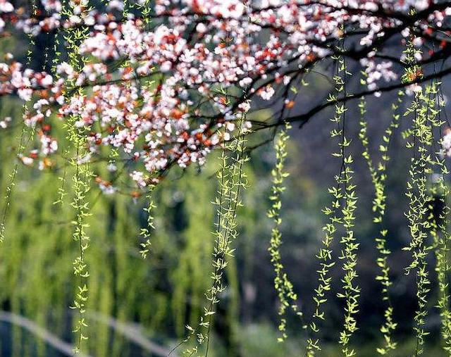 「诗词鉴赏」阳春三月，十二首春词，迎接美好的春天