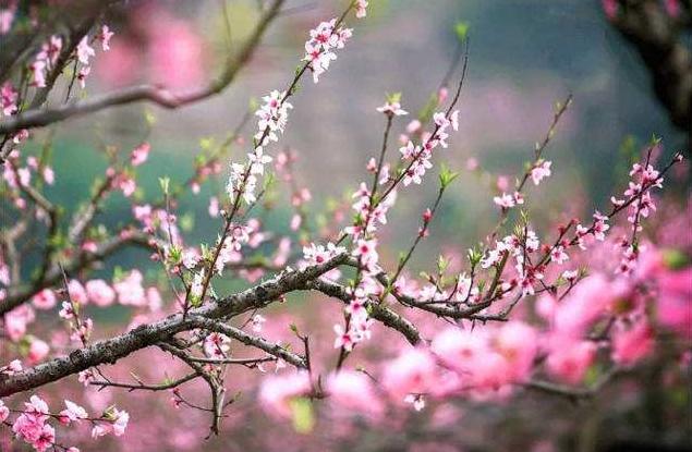 「诗词鉴赏」阳春三月，十二首春词，迎接美好的春天