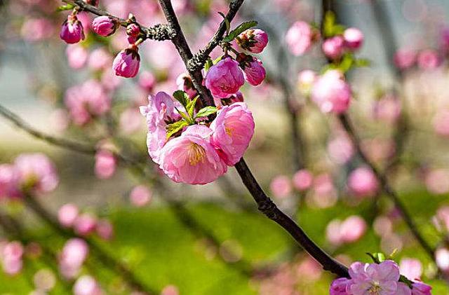 「诗词鉴赏」阳春三月，十二首春词，迎接美好的春天