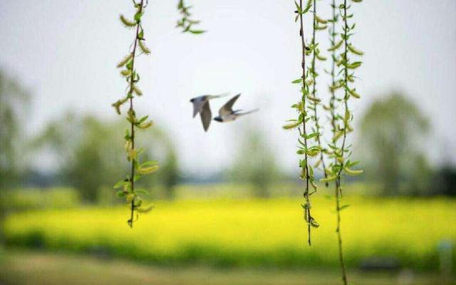 「诗词鉴赏」阳春三月，十二首春词，迎接美好的春天