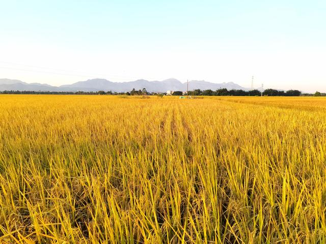 田野的自然风光，悠然的日常生活，才是最美好最珍贵的东西