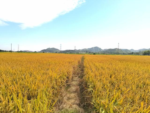 田野的自然风光，悠然的日常生活，才是最美好最珍贵的东西