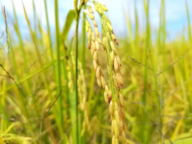 田野的自然风光，悠然的日常生活，才是最美好最珍贵的东西