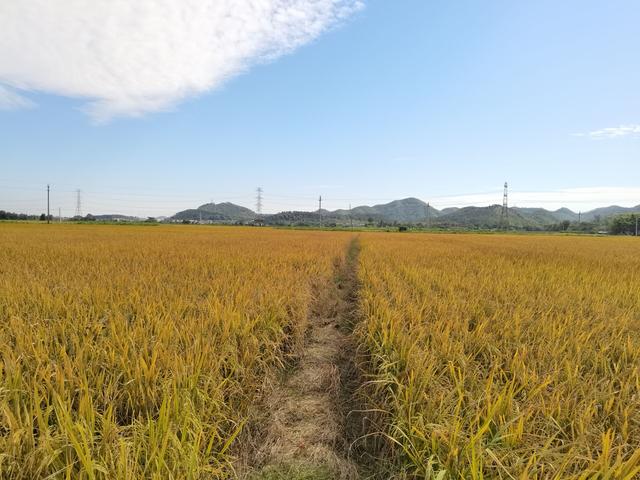 田野的自然风光，悠然的日常生活，才是最美好最珍贵的东西