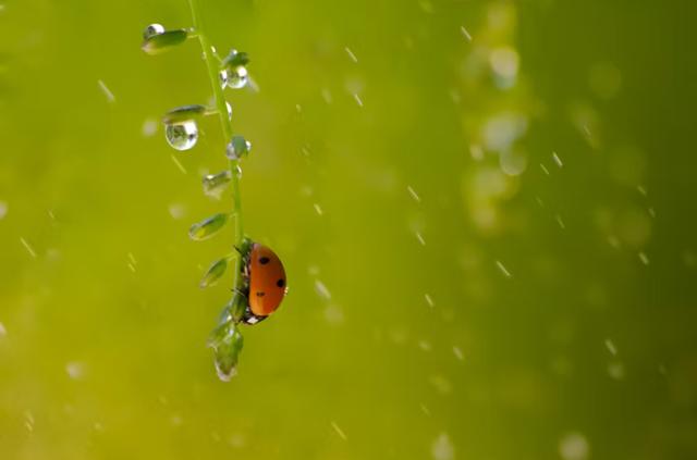 70句雨水节气发的优美文案，简短精致