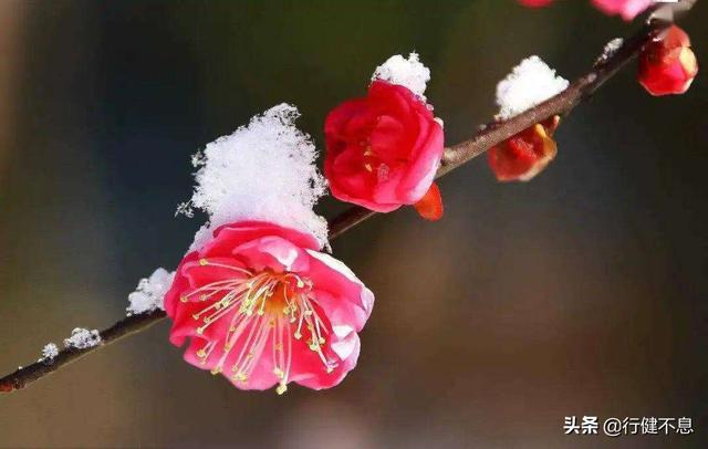 怎得梅花扑鼻香：十二首著名的咏梅诗词，名家所著，各具风采