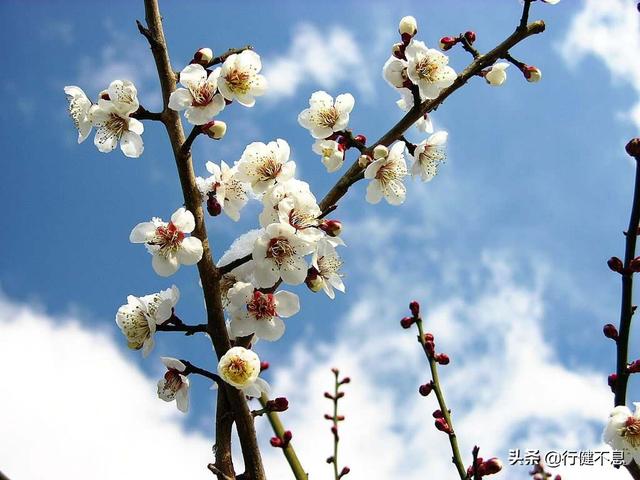 怎得梅花扑鼻香：十二首著名的咏梅诗词，名家所著，各具风采