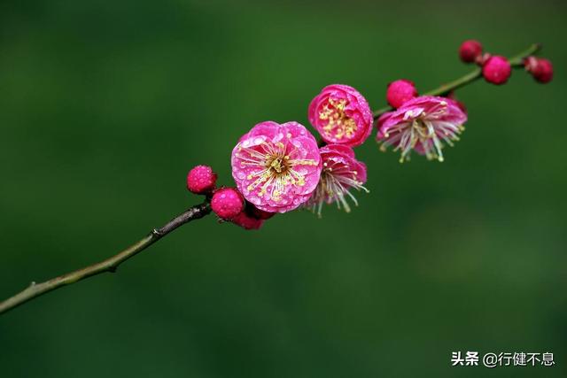 怎得梅花扑鼻香：十二首著名的咏梅诗词，名家所著，各具风采