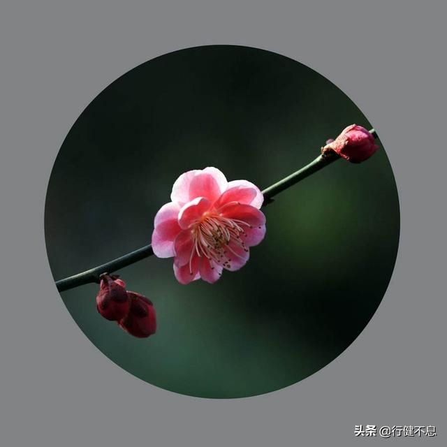 怎得梅花扑鼻香：十二首著名的咏梅诗词，名家所著，各具风采