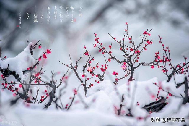 怎得梅花扑鼻香：十二首著名的咏梅诗词，名家所著，各具风采