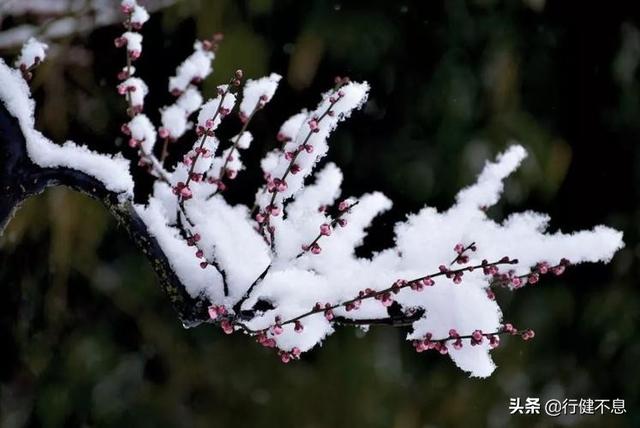 怎得梅花扑鼻香：十二首著名的咏梅诗词，名家所著，各具风采