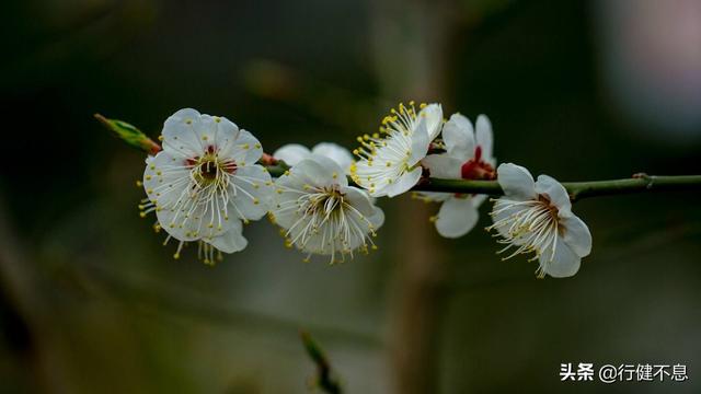 怎得梅花扑鼻香：十二首著名的咏梅诗词，名家所著，各具风采