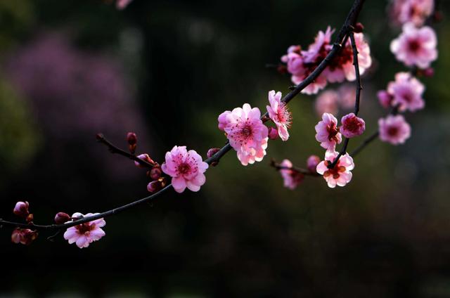 散与群芳自在春，古诗词里春天的梅花，每一朵都惊艳了春天