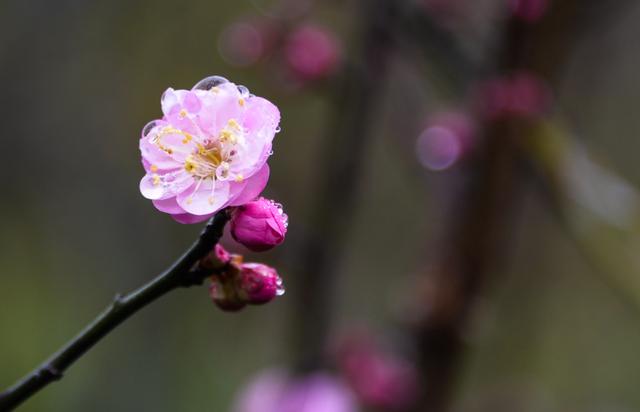 散与群芳自在春，古诗词里春天的梅花，每一朵都惊艳了春天