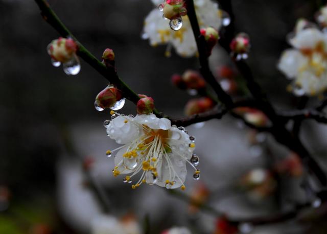 散与群芳自在春，古诗词里春天的梅花，每一朵都惊艳了春天