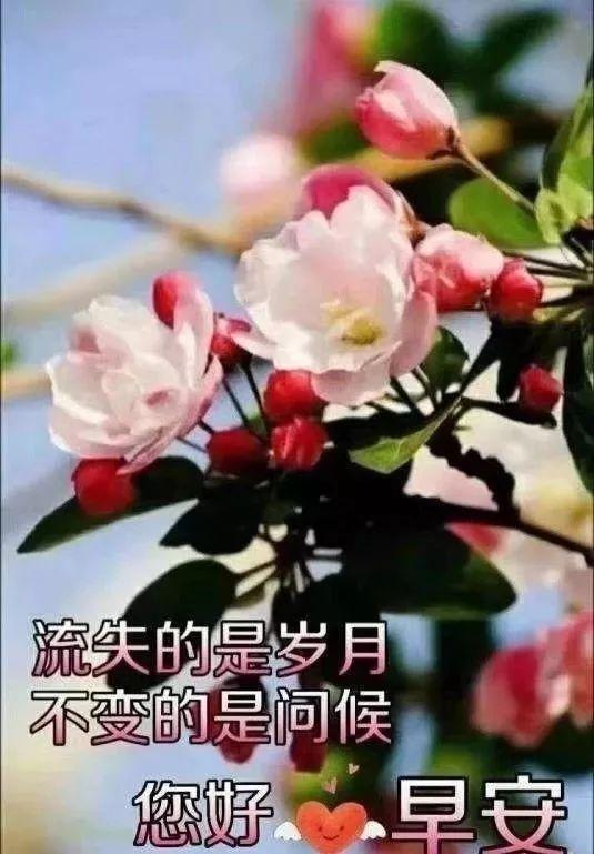 一句话语问候一声早上好，祝你心情愉快，幸福到老