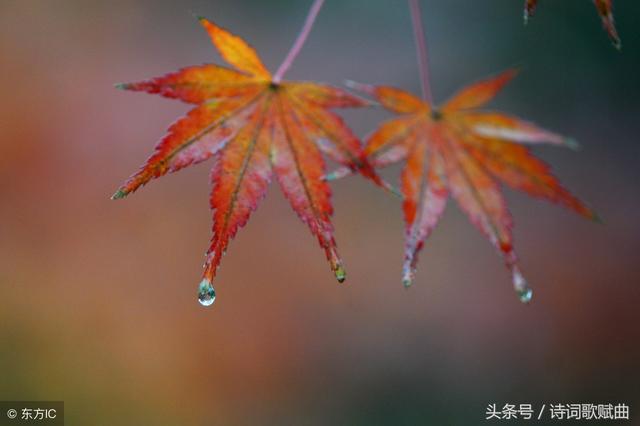 这几首写雨天的诗句，写出了最美的意境，也淋湿了缠绵的思念