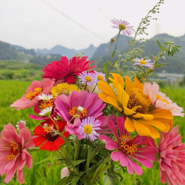 一花一世界，一花一叶送祝福，有花陪伴最幸福；有叶牵挂更美好