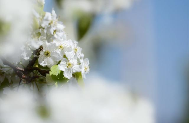 四月春光好 又见梨花开，古诗词里的梨花，占尽天下白，压尽人间花