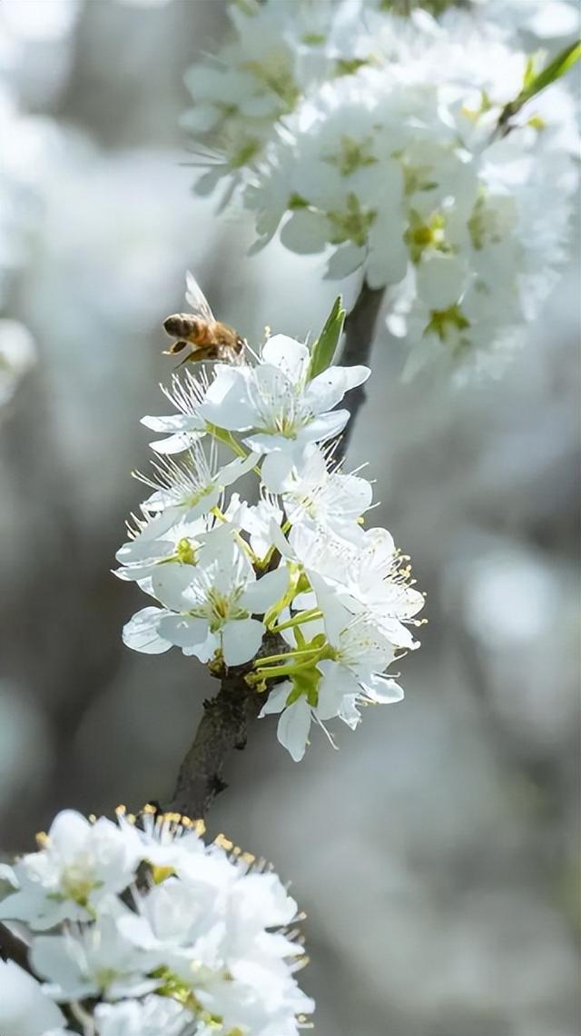 四月春光好 又见梨花开，古诗词里的梨花，占尽天下白，压尽人间花