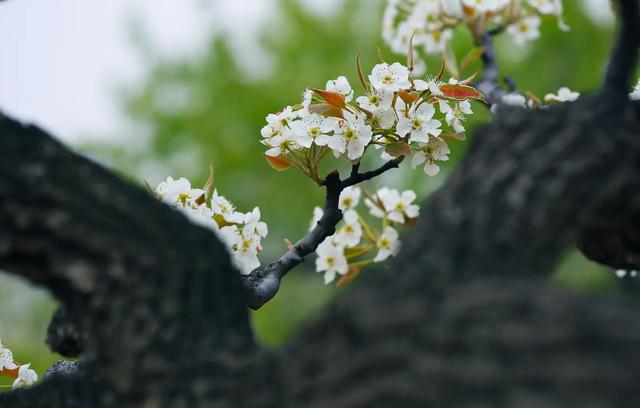 四月春光好 又见梨花开，古诗词里的梨花，占尽天下白，压尽人间花