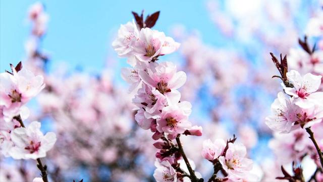 12首关于樱花的古诗词：樱花烂漫，堆云叠雪，千株万片绕林垂