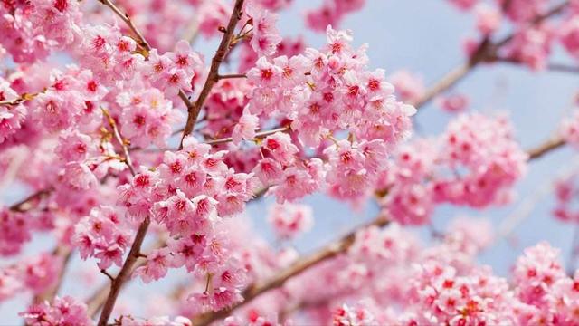 12首关于樱花的古诗词：樱花烂漫，堆云叠雪，千株万片绕林垂