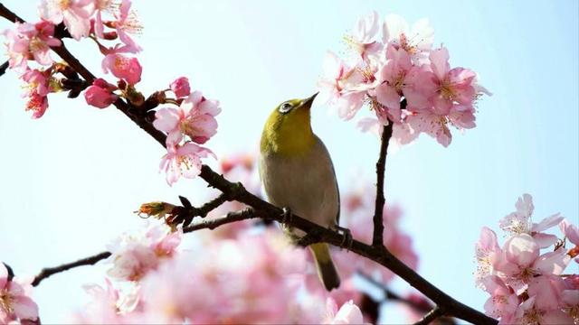 12首关于樱花的古诗词：樱花烂漫，堆云叠雪，千株万片绕林垂