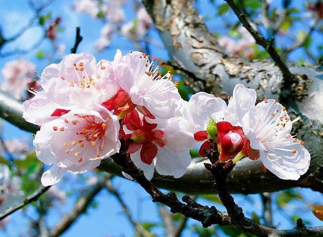 严从怀 | ​远溢清香花色美 宜人风采醉郎君（花木情缘十二）