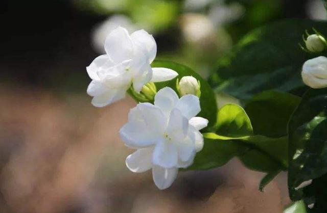 严从怀 | ​远溢清香花色美 宜人风采醉郎君（花木情缘十二）