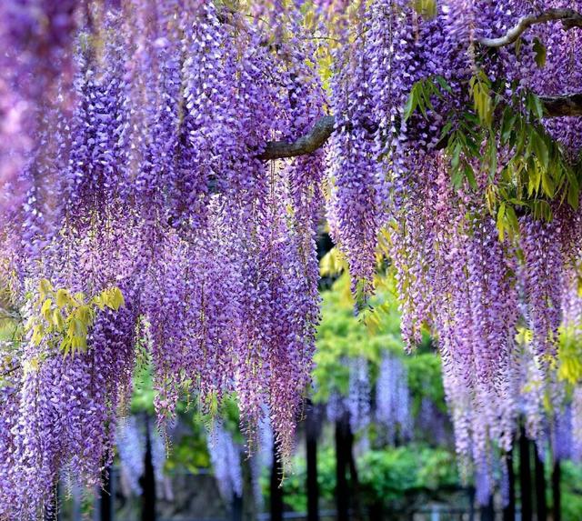 严从怀 | ​远溢清香花色美 宜人风采醉郎君（花木情缘十二）