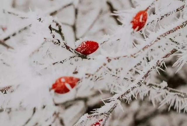 “冬至无雨一冬晴”，马上就冬至了，关于冬至的谚语你知道几个？