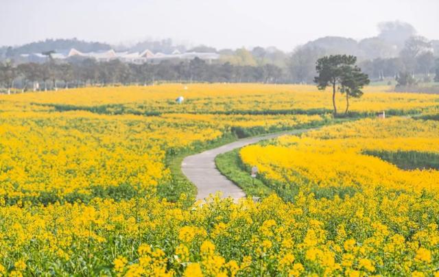 10首上巳诗词，风和日暖，曲水流觞，许你一个诗意的春天