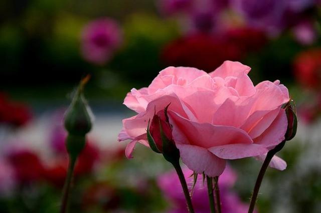 【诗词鉴赏】古诗词里的月季—不逐群芳更代谢 一生享用四时春